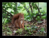 3359 young red squirrel