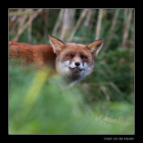 2901 fox showing teeth