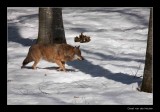 0191 wolf walking along trees