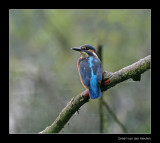 0826 kingfisher