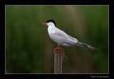 7942 common tern