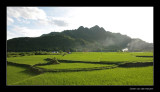 8006 Vietnam rice terraces of Mai Chau