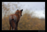 5107 fox looking at autumn colours