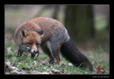 5024 fox playing hide and seek