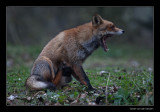 5332 fox yawning and scratching