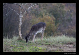 4614 fallow deer grazing