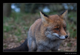 4683 fox