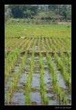 3170 Indonesia, ricefields