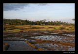 3548 Indonesia, Java ricefields at sunset