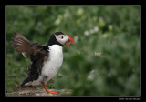 9851 puffin pumping up flying muscles