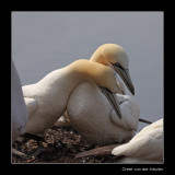 2160 cuddling gannets, Bass Rock