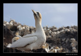 1737 gannet on Bass Rock