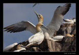 1762 gannet spreading wings
