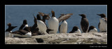 3268 guillemots in a row