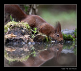 5851 drinking red squirrel