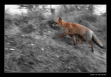 9941 running fox