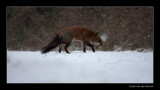 7962 fox in snow