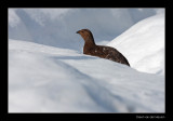 3044 black grouse