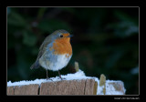 0668 robin in snow