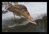 4289 fishing bittern