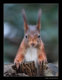 7116 red squirrel