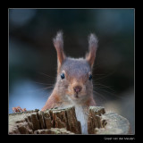 7461 red squirrel