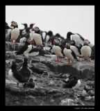 9786 puffins, they are with a lot of them