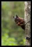 5015 red squirrel