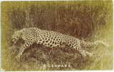 A Leopard