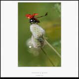 Escarabajos - Macro foto