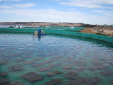 Abalone farm