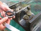 Abalone farm