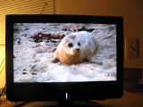 From a TV show on saving seals