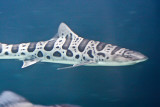 Fuzzy photo of a smaller leopard shark
