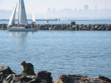Mariner squirrel, San Francisco at his back - mImg_2547