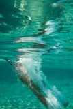 dive!