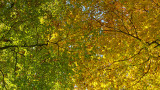Autumnal Colour Gradation