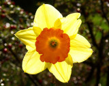 8th (tie) - Daffodil