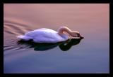 MC78 Twilight: Twilight Swan by bracket