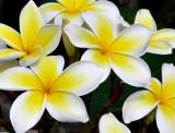 Frangipani by Nifty