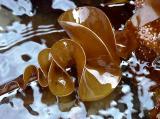 Seaweed 1 by Mike Parsons