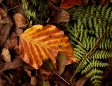 Leaf Litter by Mike Parsons