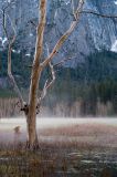 Ghost Meadow by Richard B