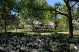 Spring in Savannah