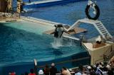 Shamu at Sea World, San Diego