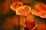 Pismo Poppies