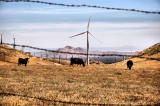 June 4- Cattle Ranch/Wind Farm