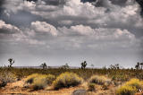 Desert Joshua Trees with Sky