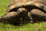 Giant Tortoise