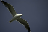 Gull two
